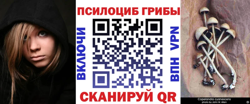 Галлюциногенные грибы Psilocybe  Пыталово 